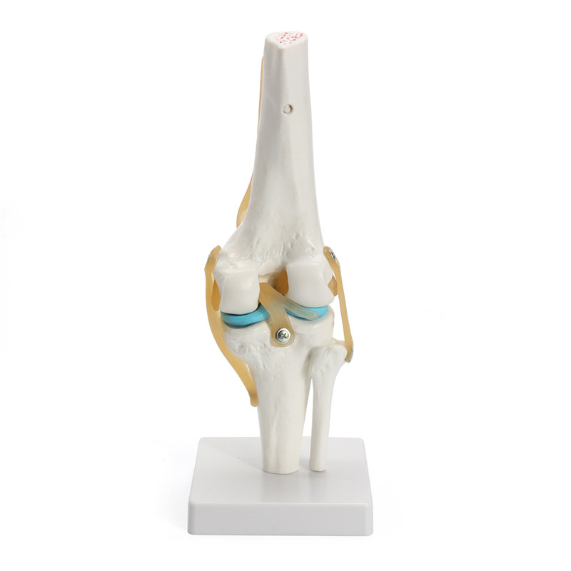 Knee-Joint-Model-Human-Skeleton-Anatomy-Study-Display-Teaching-1-Set-1197277-2