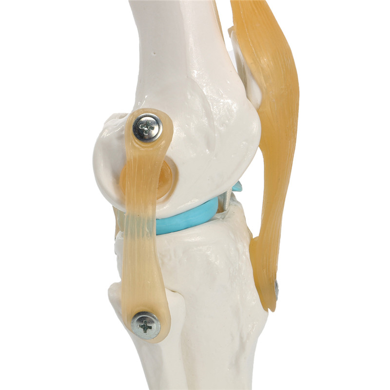 Knee-Joint-Model-Human-Skeleton-Anatomy-Study-Display-Teaching-1-Set-1197277-3