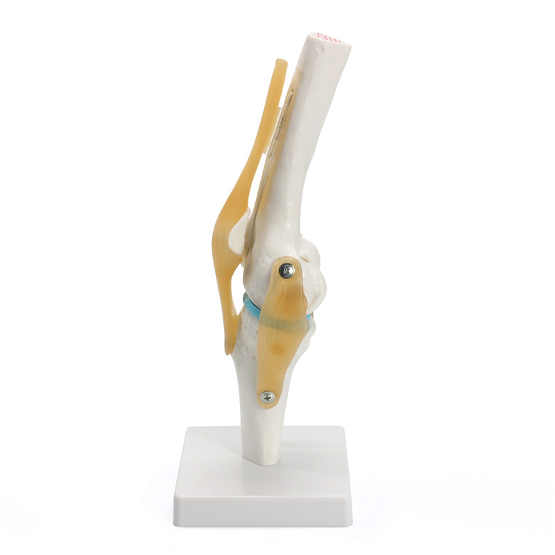 Knee-Joint-Model-Human-Skeleton-Anatomy-Study-Display-Teaching-1-Set-1197277-7