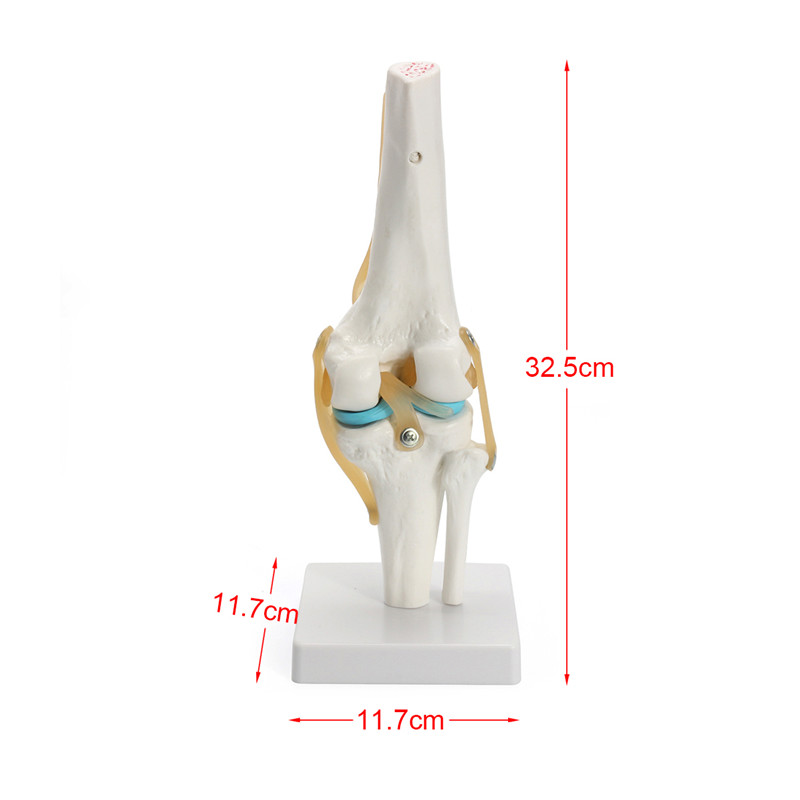 Knee-Joint-Model-Human-Skeleton-Anatomy-Study-Display-Teaching-1-Set-1197277-8
