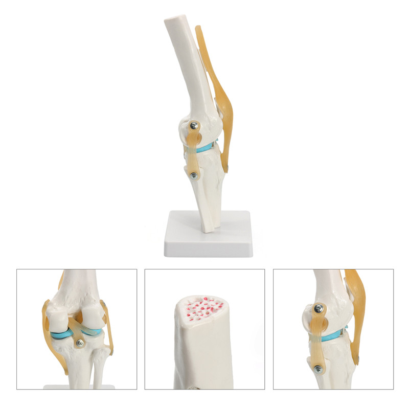 Knee-Joint-Model-Human-Skeleton-Anatomy-Study-Display-Teaching-1-Set-1197277-9