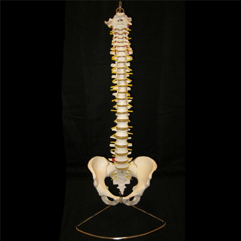 Professional-Human-Spine-Model-Flexible--Medical-Anatomical-Spine-Model-1187529-1