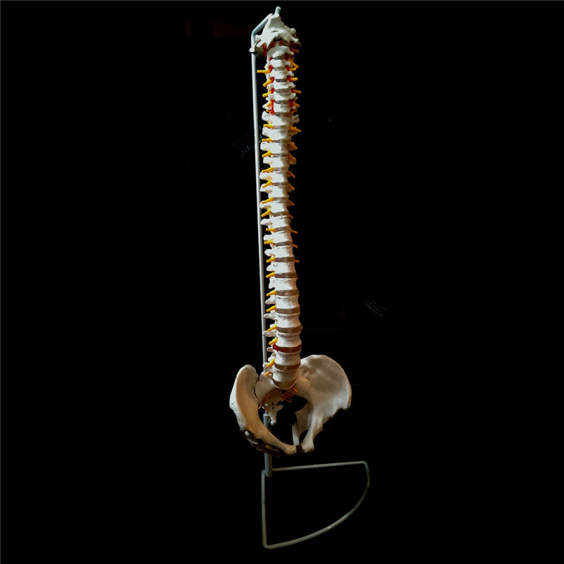 Professional-Human-Spine-Model-Flexible--Medical-Anatomical-Spine-Model-1187529-2