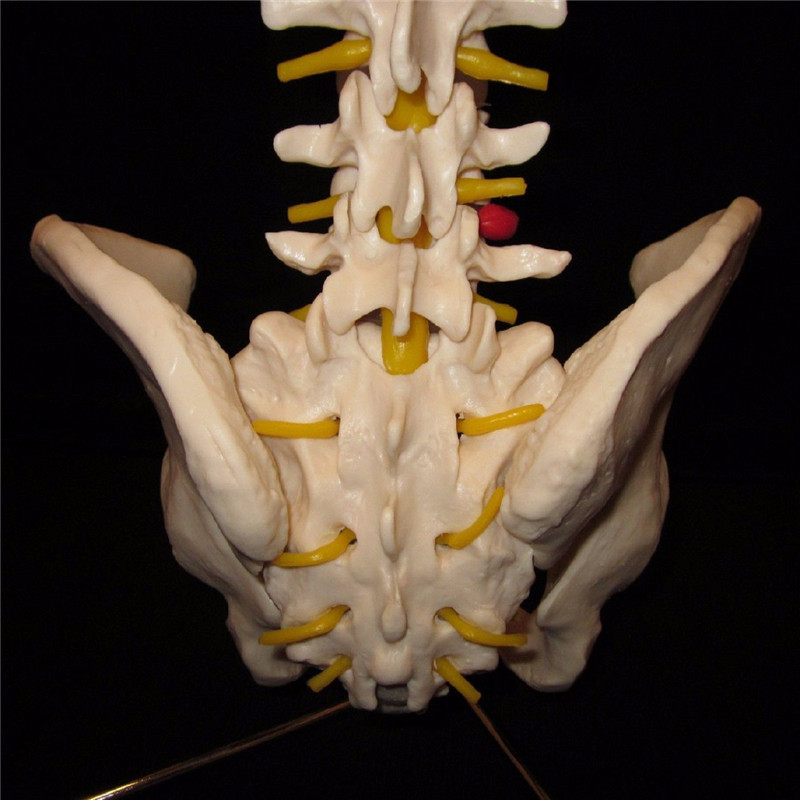 Professional-Human-Spine-Model-Flexible--Medical-Anatomical-Spine-Model-1187529-4