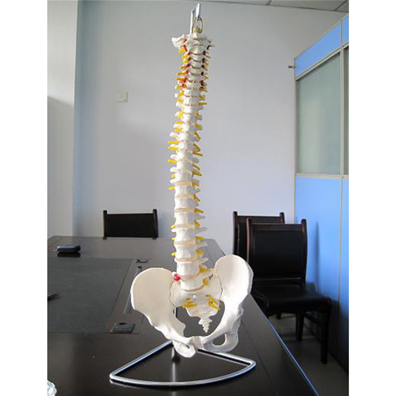 Professional-Human-Spine-Model-Flexible--Medical-Anatomical-Spine-Model-1187529-5