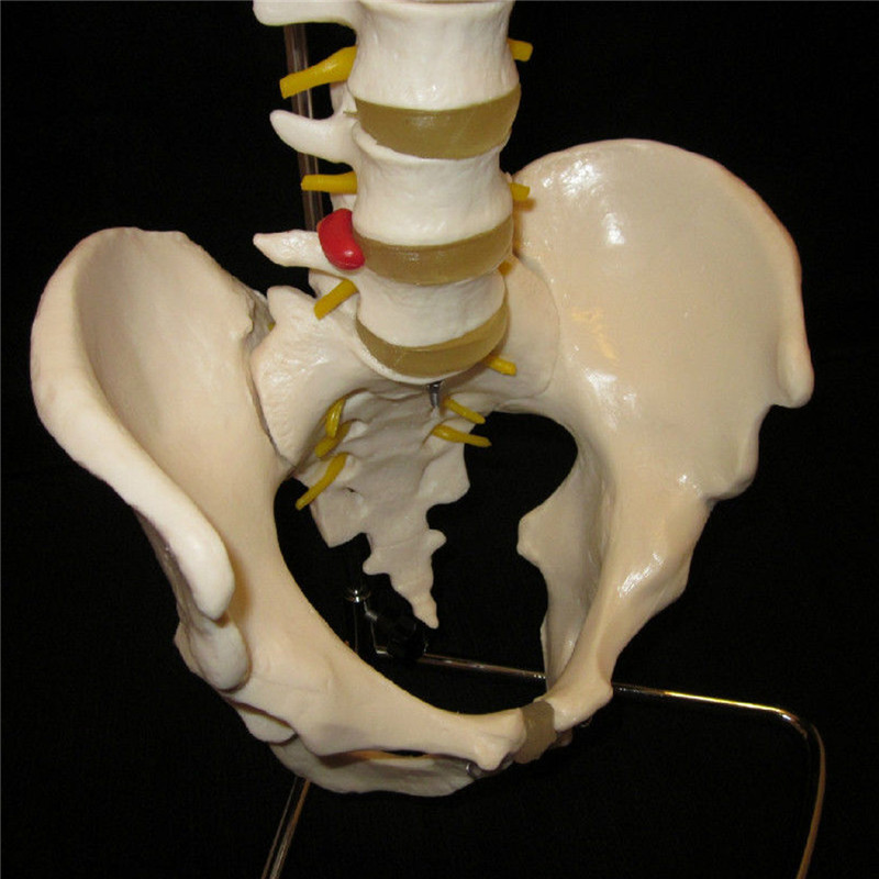 Professional-Human-Spine-Model-Flexible--Medical-Anatomical-Spine-Model-1187529-6