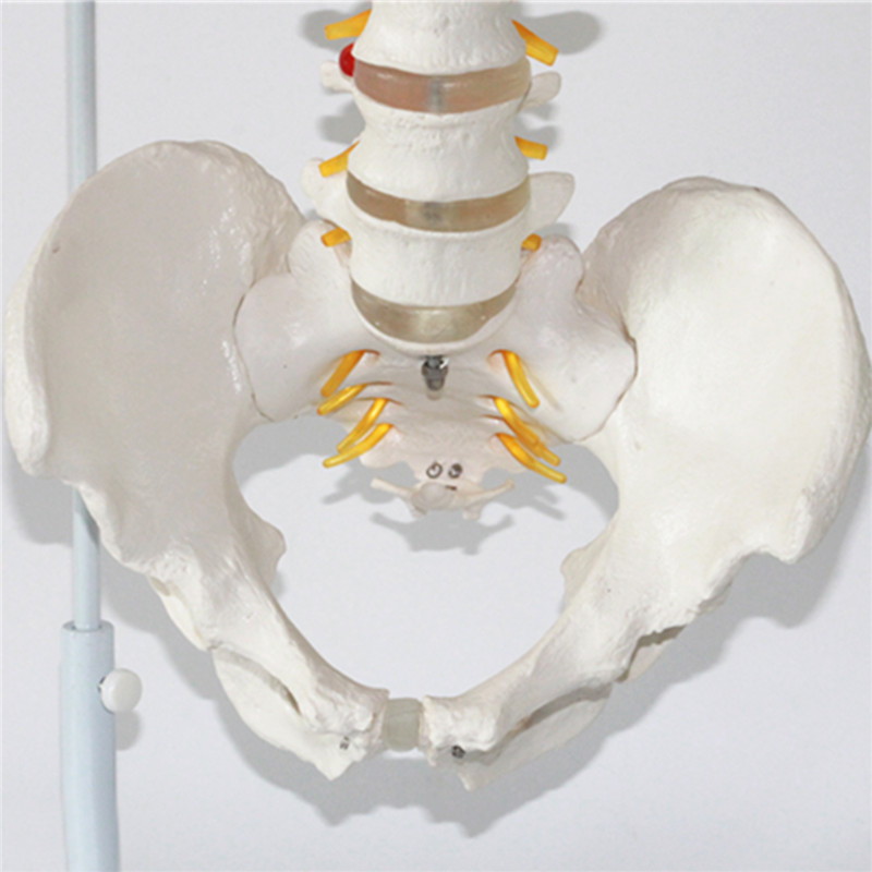 Professional-Human-Spine-Model-Flexible--Medical-Anatomical-Spine-Model-1187529-7