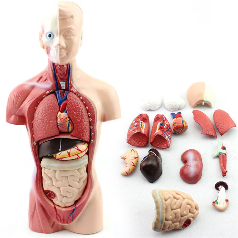 STEM-Human-Torso-Body-Anatomy-Model-Heart-Brain-Skeleton-School-Educational-1196362-1