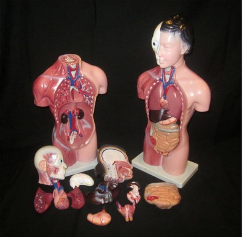 STEM-Human-Torso-Body-Anatomy-Model-Heart-Brain-Skeleton-School-Educational-1196362-3