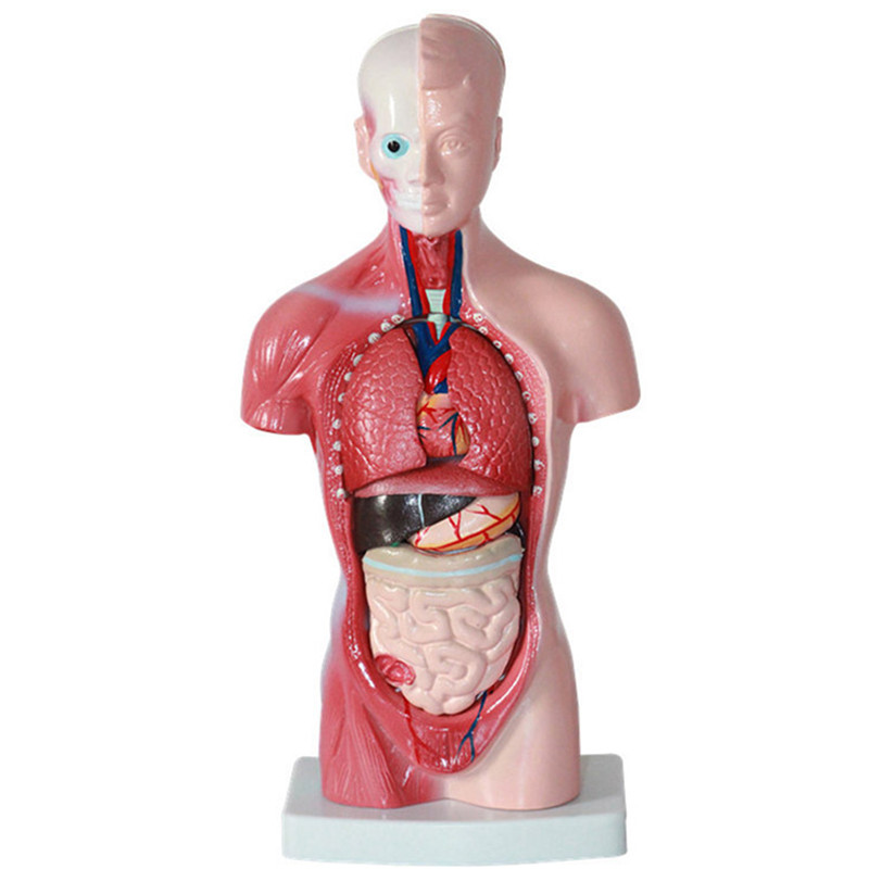 STEM-Human-Torso-Body-Anatomy-Model-Heart-Brain-Skeleton-School-Educational-1196362-4