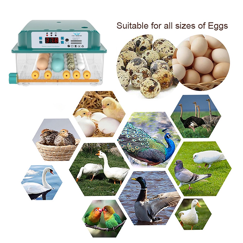6-Eggs-Incubator-Egg-Incubator-Fully-Automatic-Incubator-Household-Brooder-Temperature-Controller-wi-1912578-13